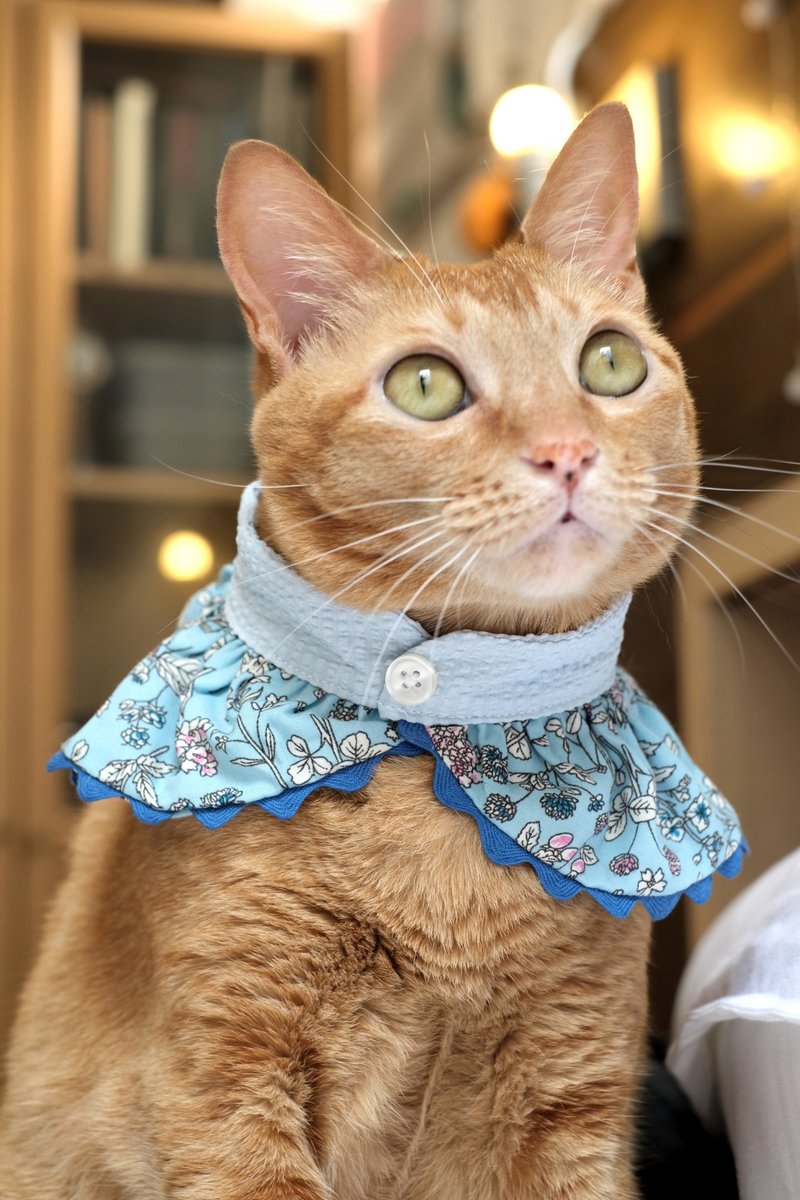 宠物礼服订制/ 圆领小披风 Ribbon Capelet 典雅浅蓝碎花 - 衣/帽 - 棉．麻 蓝色