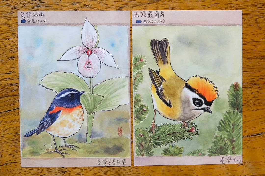 台湾特有种明信片/栗背林鸲 /火冠戴菊鸟套组 - 卡片/明信片 - 纸 多色