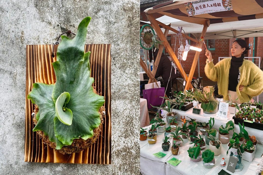 台北联谊活动【植感鹿角蕨上板DIY】 - 植栽 - 其他材质 
