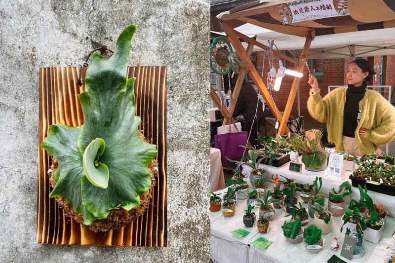 台北联谊活动【植感鹿角蕨上板DIY】 - 植栽 - 其他材质 