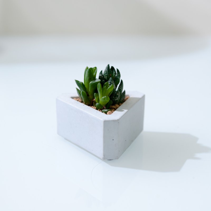 水泥饭团 - 百合科植物 - 植栽/盆栽 - 水泥 银色