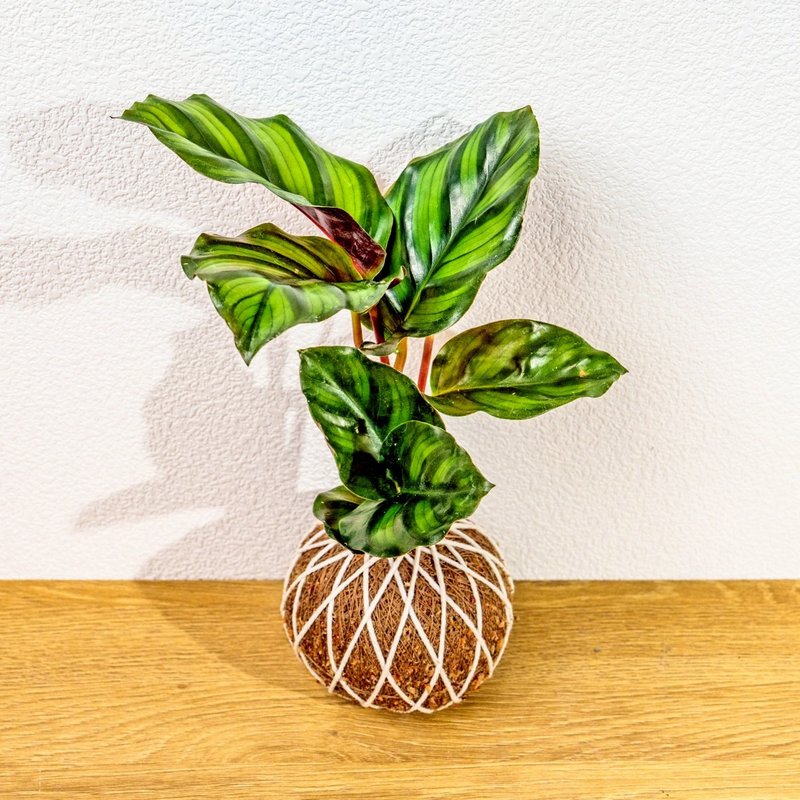 苔球植物 黑苹果竹芋苔球 苔玉 礼物 送礼 桌上盆栽 - 植栽/盆栽 - 植物．花 绿色