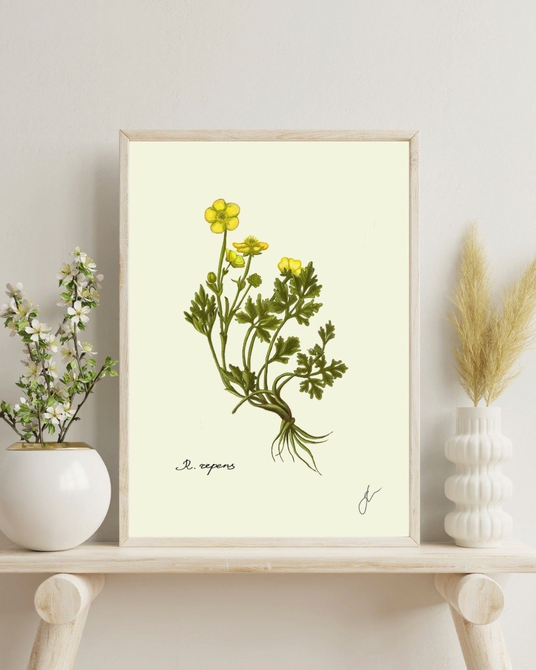 毛茛植物画 手绘花卉挂画 - 电子手绘真人画像/绘画/插画 - 其他材质 