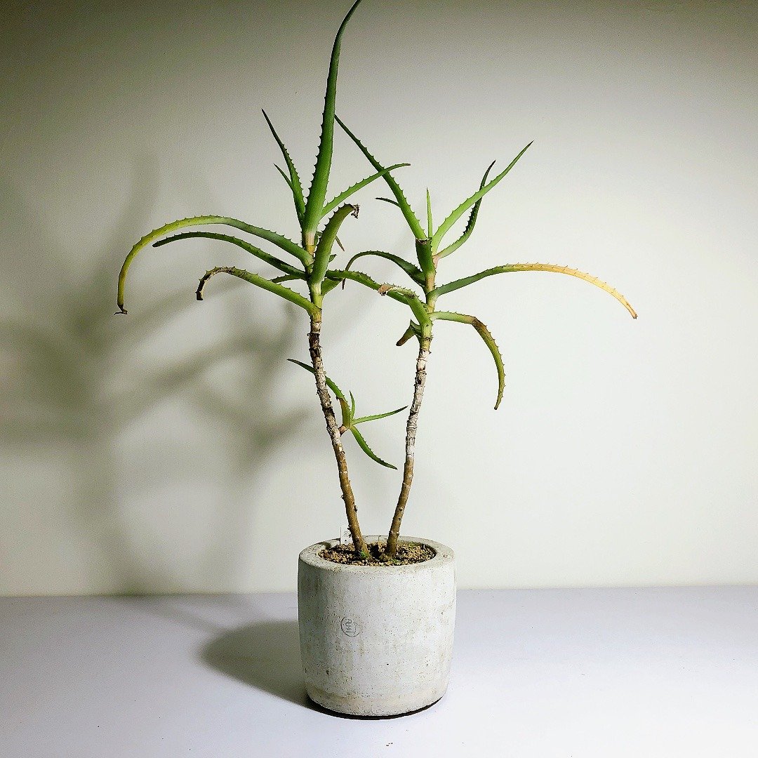 【野草不野-限时贩售】木立芦荟 / 小洛克盆 - 植栽/盆栽 - 植物．花 绿色