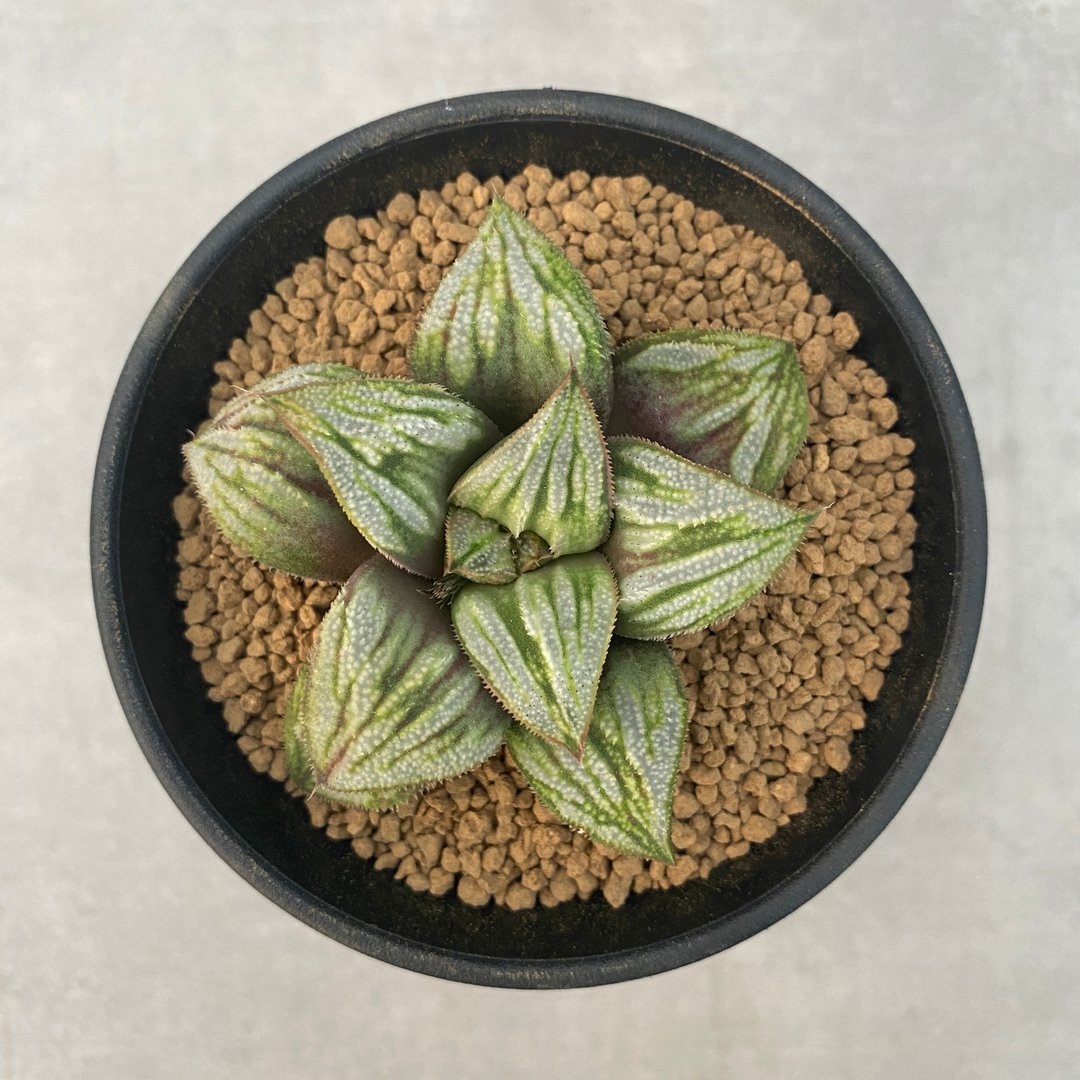 葵祭 | 百合科 | 多肉 十二支卷 | Haworthia 'Aoi Matsuri' - 植栽/盆栽 - 植物．花 