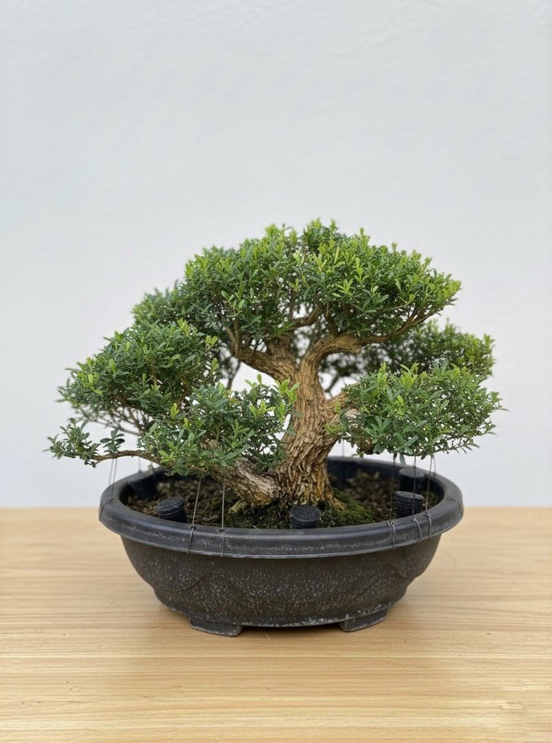 小品盆栽・雀舌黄杨 - 植栽/盆栽 - 植物．花 