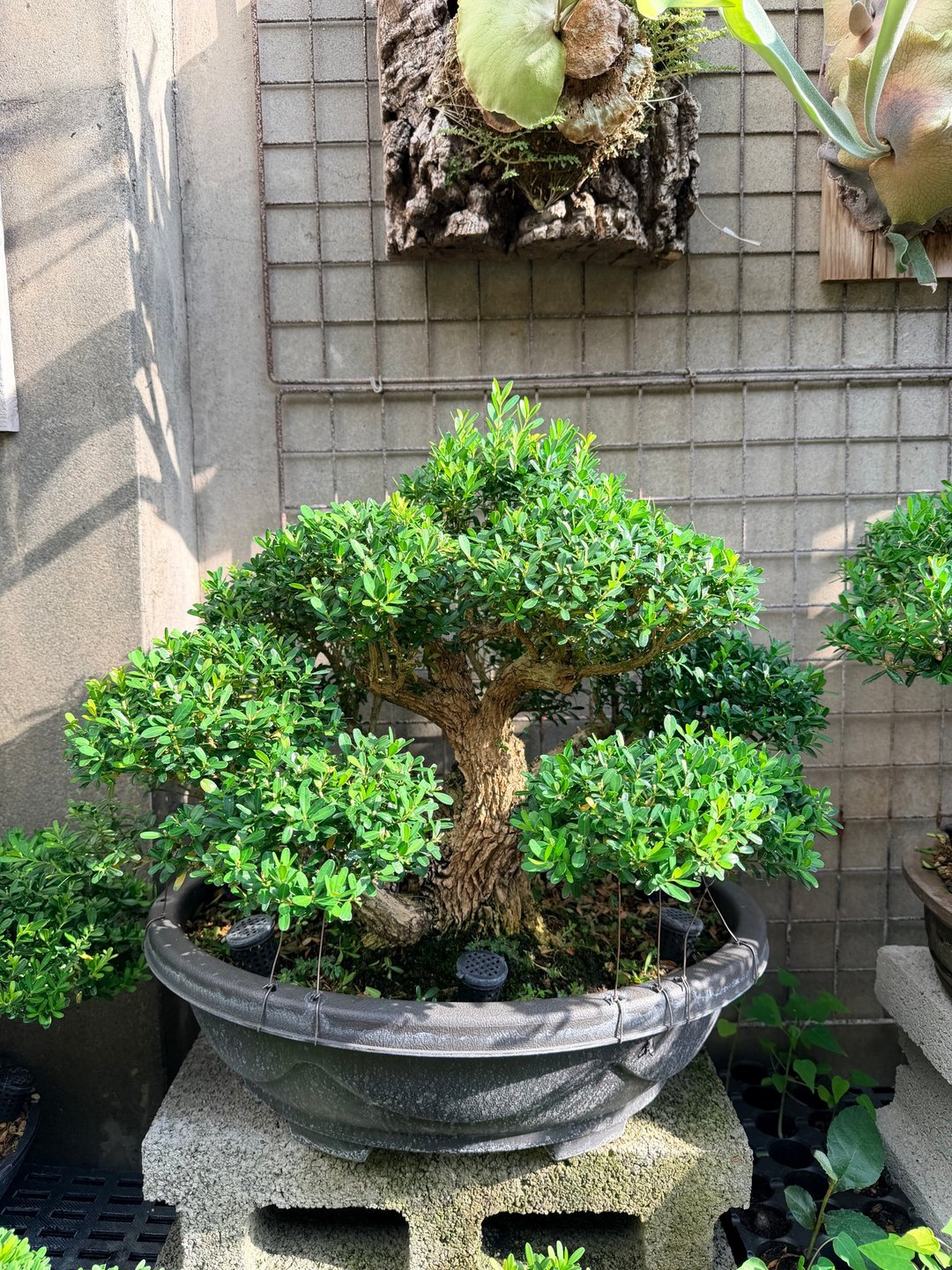 乔迁入厝送礼首选・小品盆栽・雀舌黄杨 - 植栽/盆栽 - 植物．花 