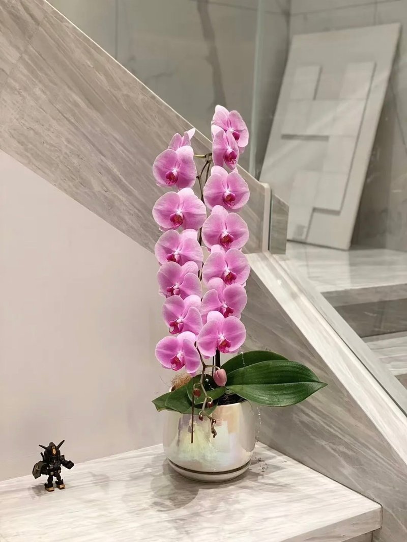 新年五寸龙兰 - 含不指定盆 - 植栽/盆栽 - 植物．花 多色