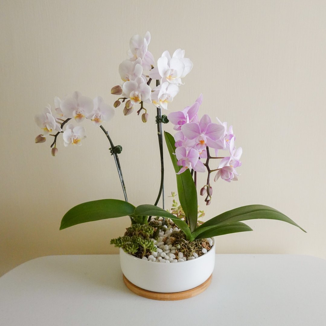 兰花小钵-白瓷款【限店面自取/台北市亲送】 - 植栽/盆栽 - 植物．花 粉红色