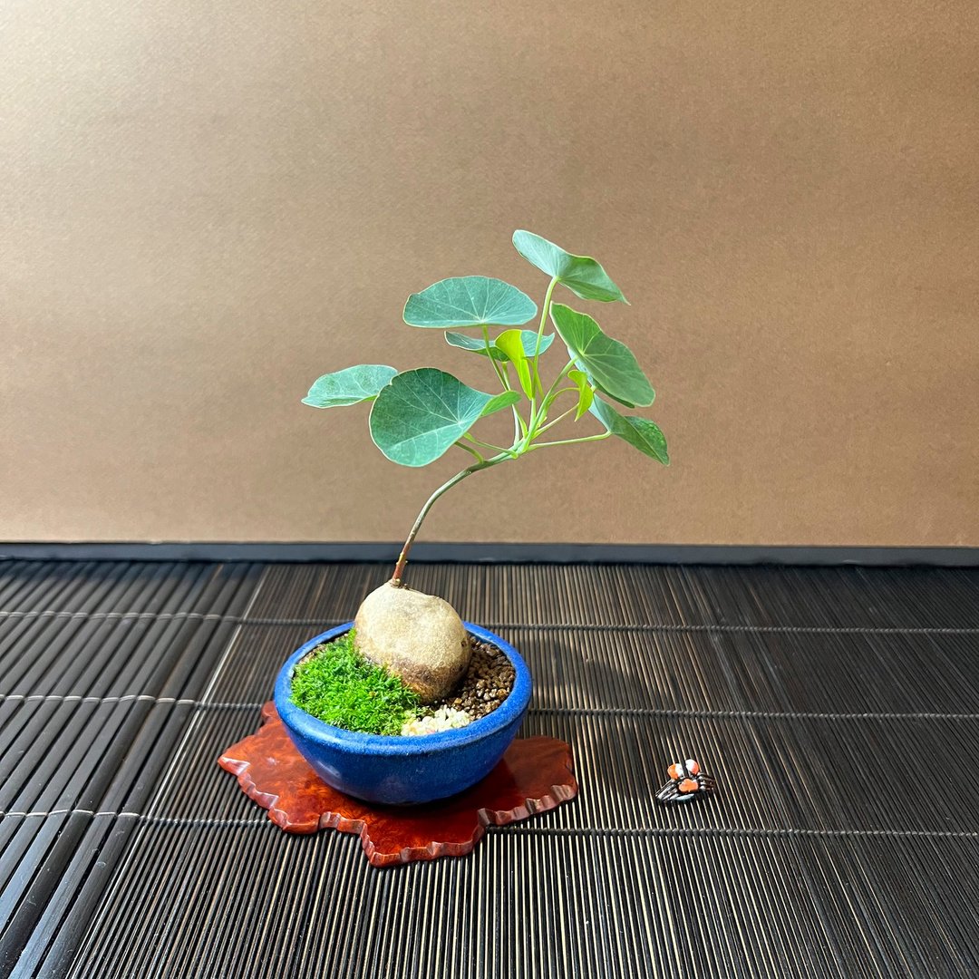 圆叶山乌龟 A∣球根迷你山野草 - 植栽/盆栽 - 陶 