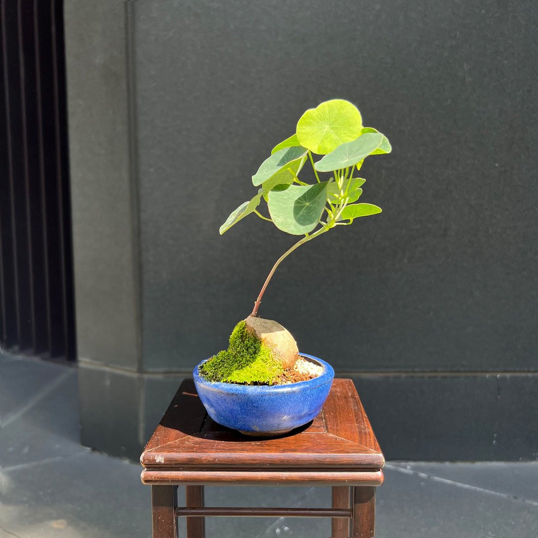 圆叶山乌龟 A∣球根迷你山野草 - 植栽/盆栽 - 陶 