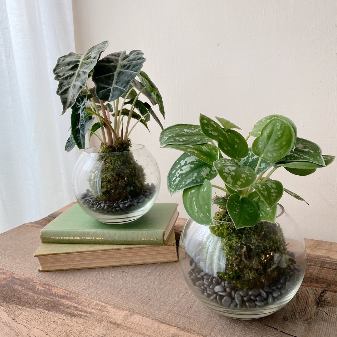 观音莲苔球 星点藤苔球  中型尺寸玻璃圆球 苔藓球 - 植栽/盆栽 - 植物．花 绿色