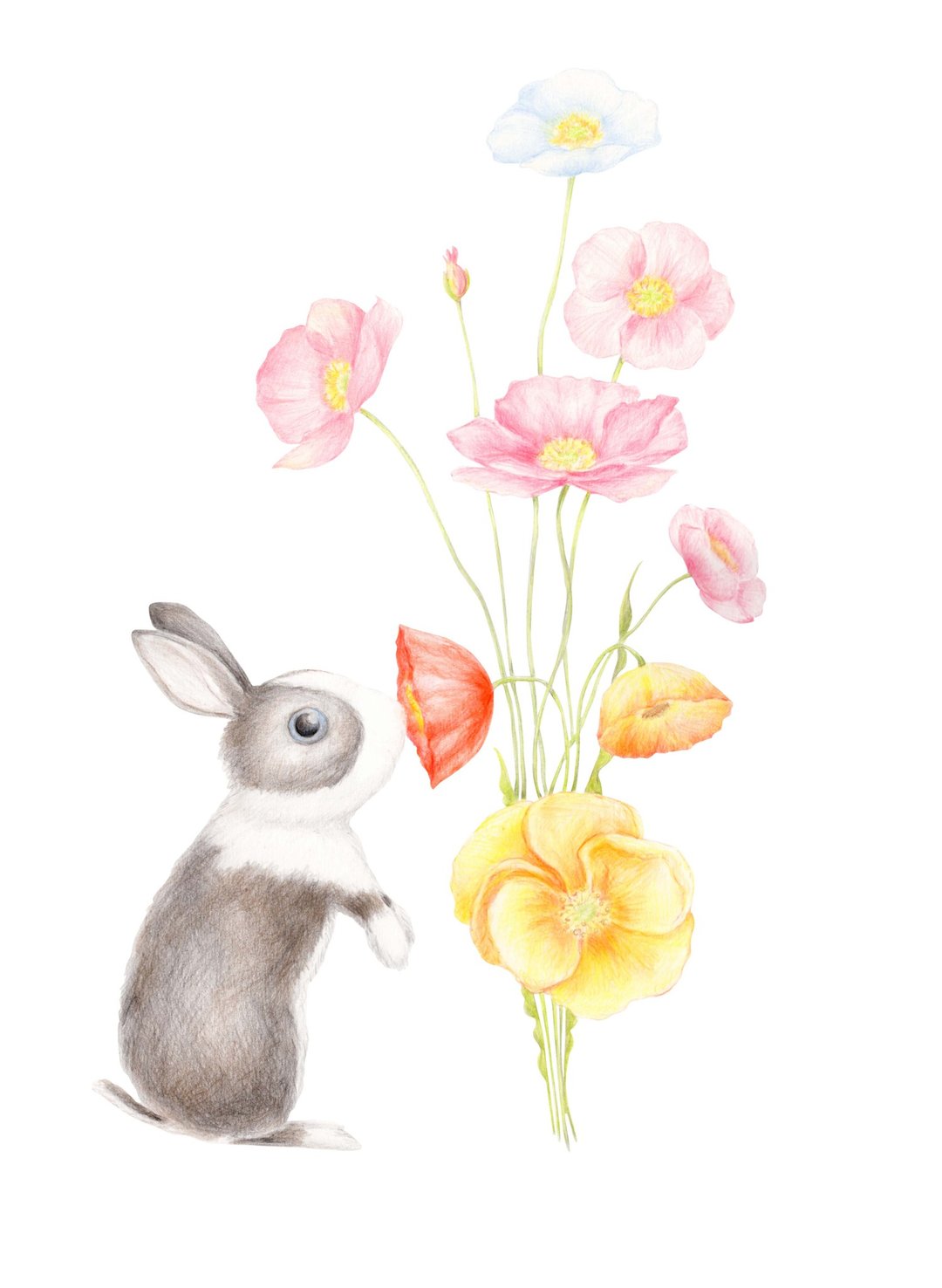 【六堂课】色铅笔 静物 花卉 美食 动物 蛋糕 - 插画/绘画/写字 - 纸 