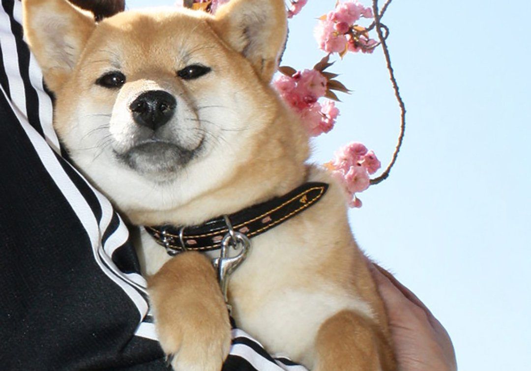 柴犬大学 - 日本进口 柴犬专用真皮项圈 半首轮(日本制) - 项圈/牵绳 - 真皮 多色