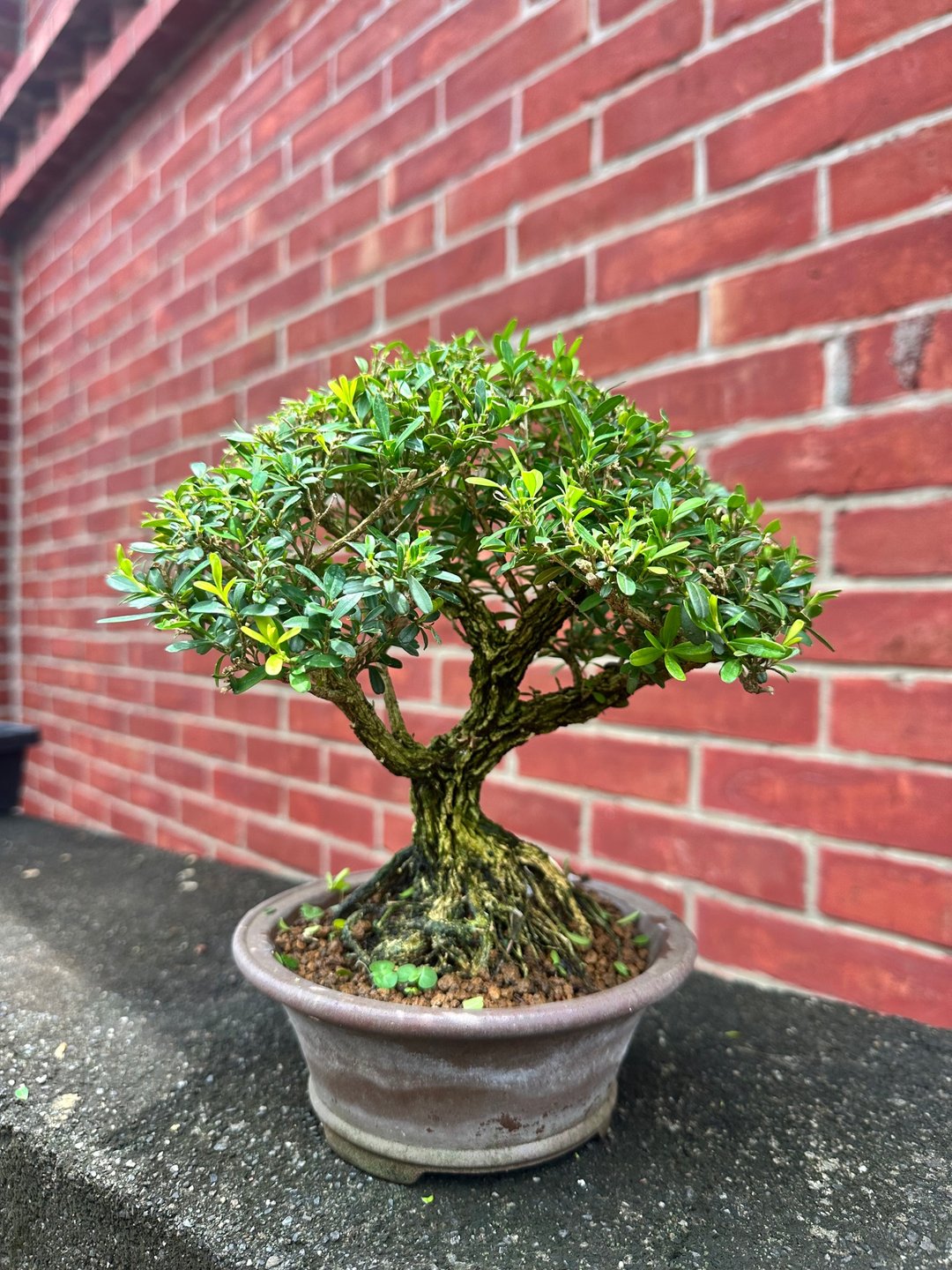 小品盆栽・翡翠黄杨・ヒメツゲ - 植栽/盆栽 - 植物．花 