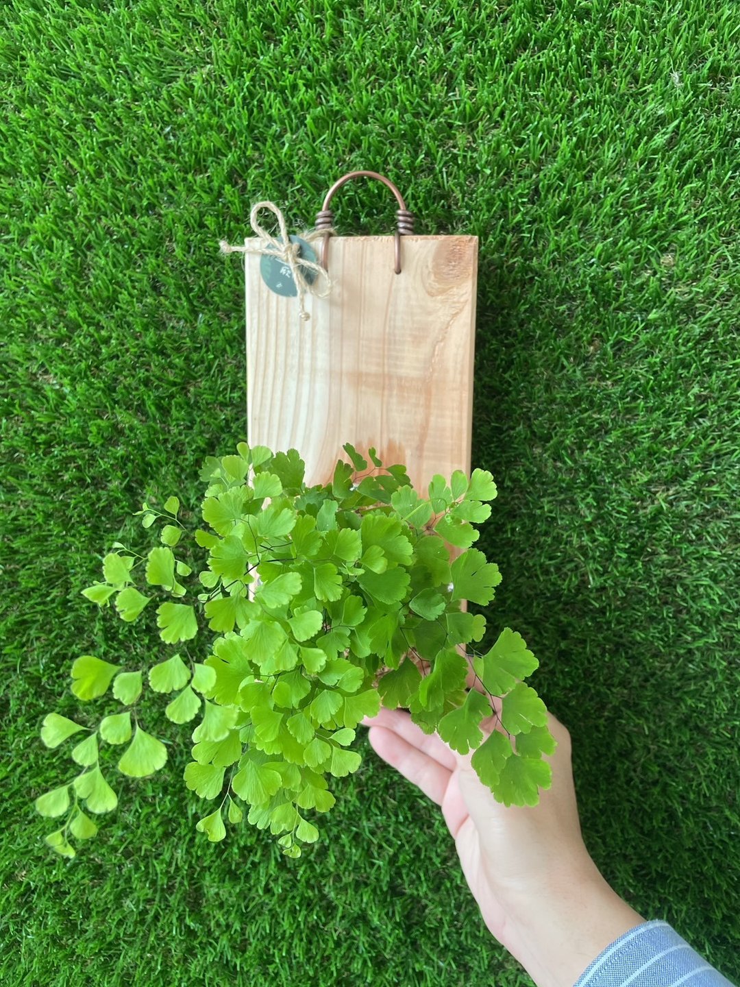 【植蕨所在】 铁线蕨 上板植物 水苔植物上板 观叶植物 墙面装饰 - 植栽/盆栽 - 植物．花 