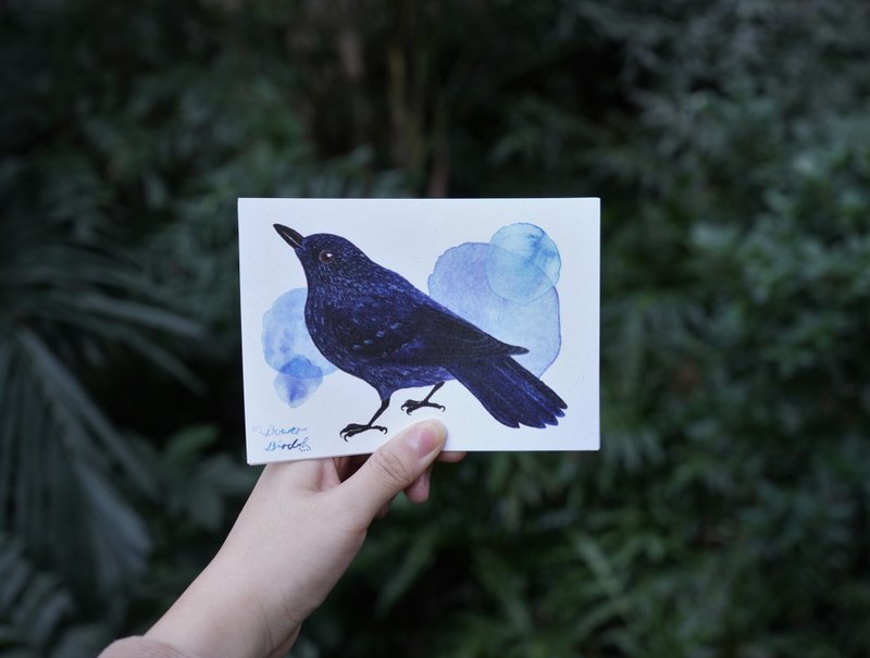 香港野鸟 紫啸鸫 水彩插画明信片 - 卡片/明信片 - 纸 紫色