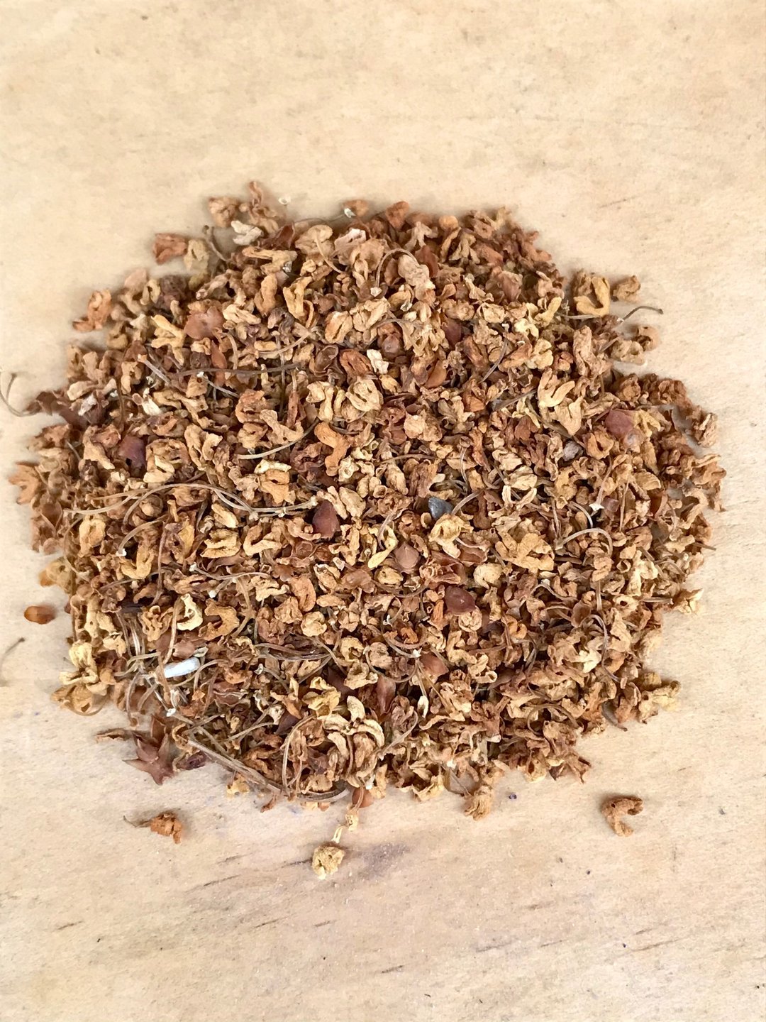 黄金桂花 Osmanthus - 茶 - 植物．花 