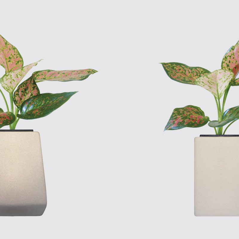 │ 方盆系列 │ 如意粗肋草 - 空气净化 水耕懒人盆栽 办公室植物 - 植栽/盆栽 - 植物．花 