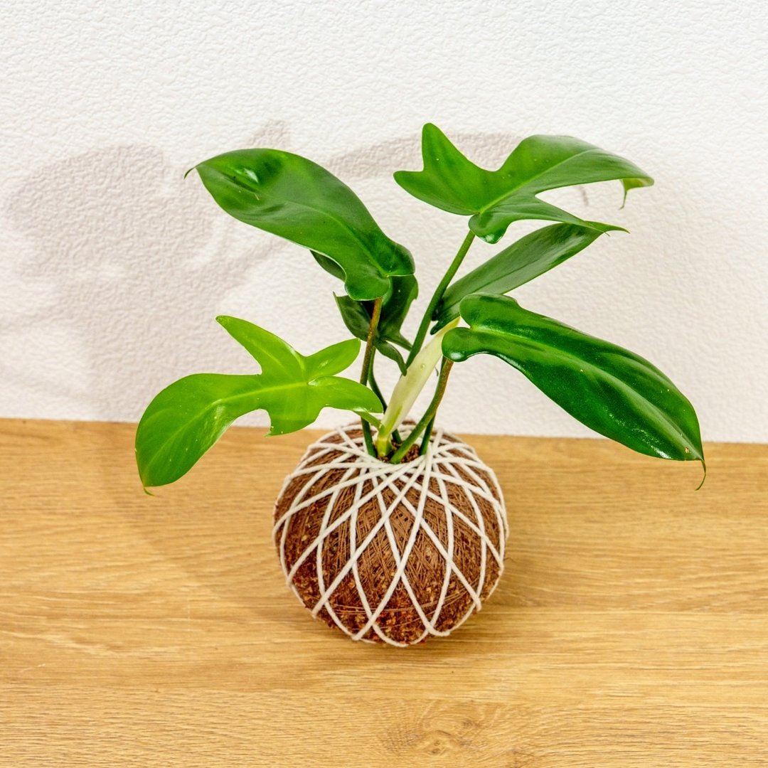苔球植物 龙爪蔓绿绒苔球 苔玉 礼物 送礼 桌上盆栽 - 植栽/盆栽 - 植物．花 绿色