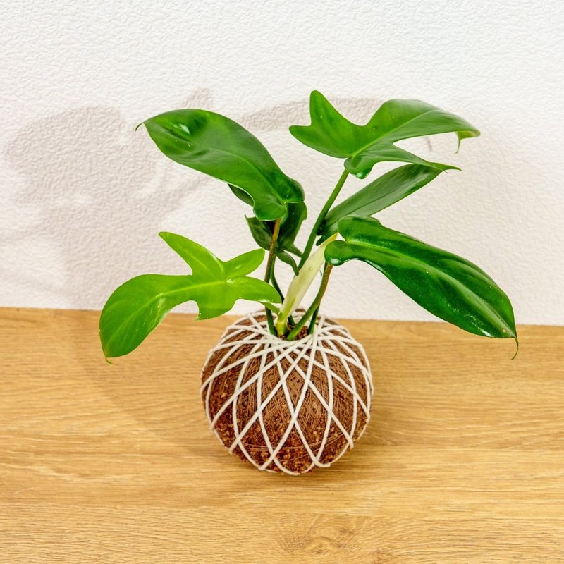 苔球植物 龙爪蔓绿绒苔球 苔玉 礼物 送礼 桌上盆栽 - 植栽/盆栽 - 植物．花 绿色