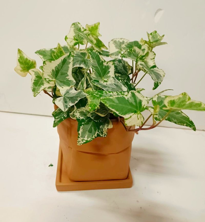 【文青首选】常春藤桌上型盆栽 送礼自用摆设 - 植栽/盆栽 - 陶 