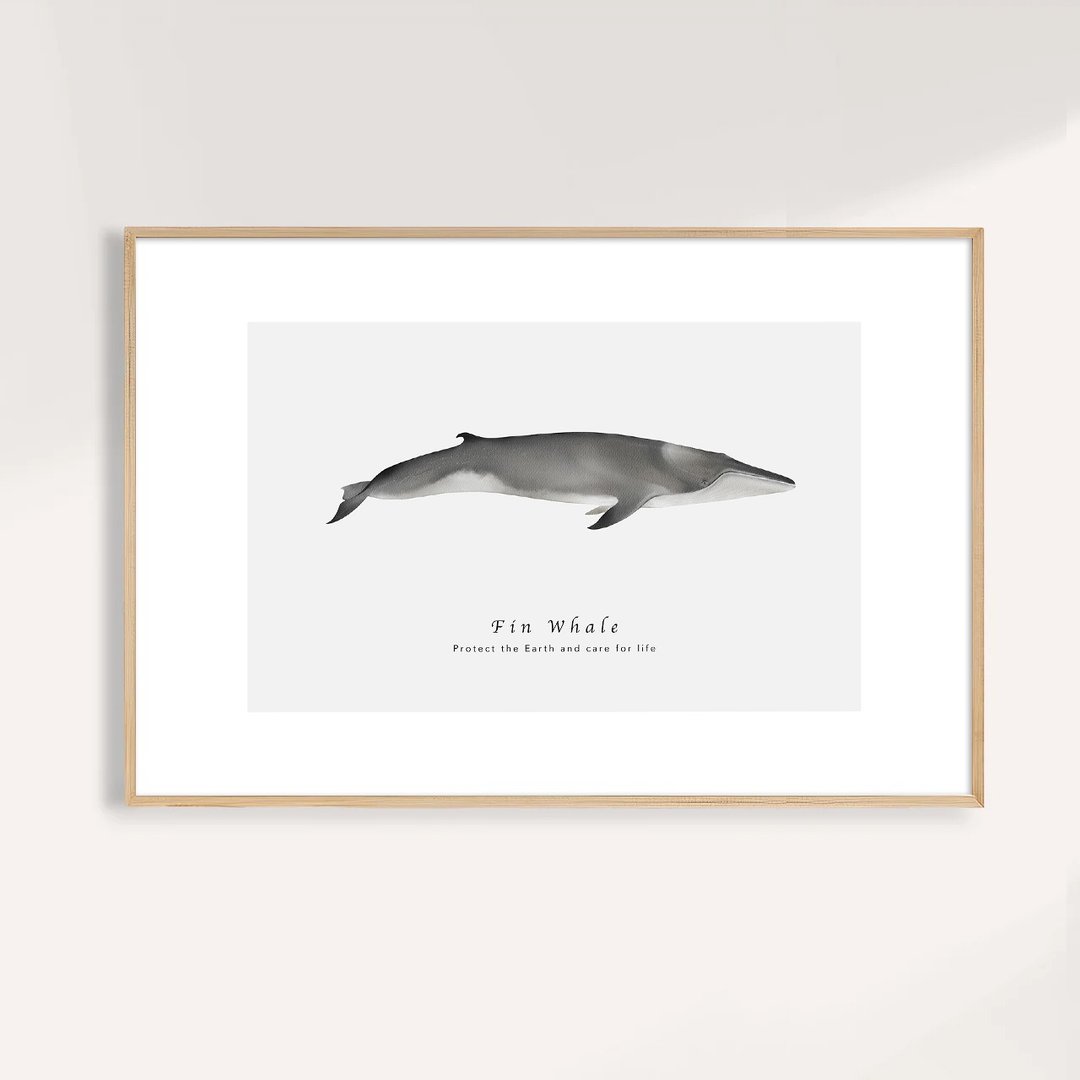 长须鲸 Fin Whale / 海洋动物插画挂画 / 艺术无框输出 - 海报/装饰画/版画 - 纸 