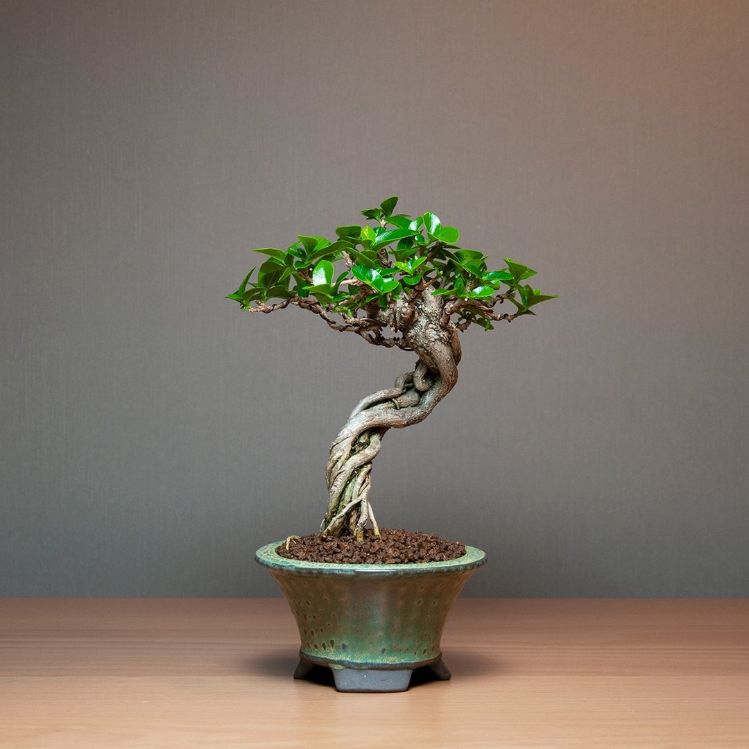 寿娘子 办公室 居家 疗愈植物 观叶植物 - 植栽/盆栽 - 植物．花 