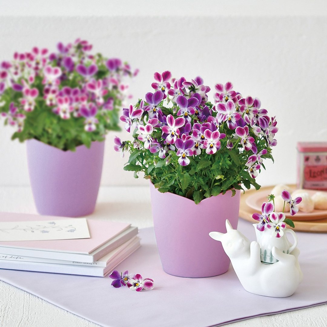 Viola Bunny Ear 心型栽培套组 / 小兔子角堇 - 植栽/盆栽 - 塑料 紫色