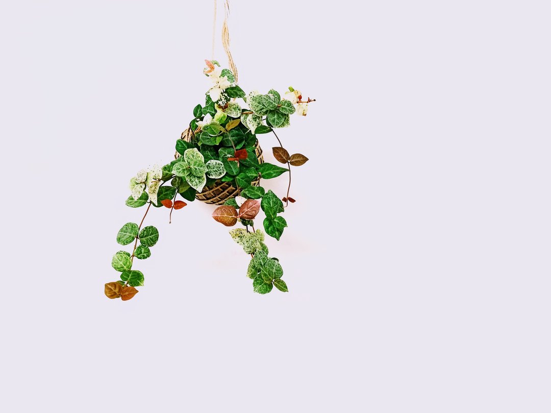 花叶络石苔球│板植│阳台植物│喜光植物│观叶植物 - 植栽/盆栽 - 植物．花 多色
