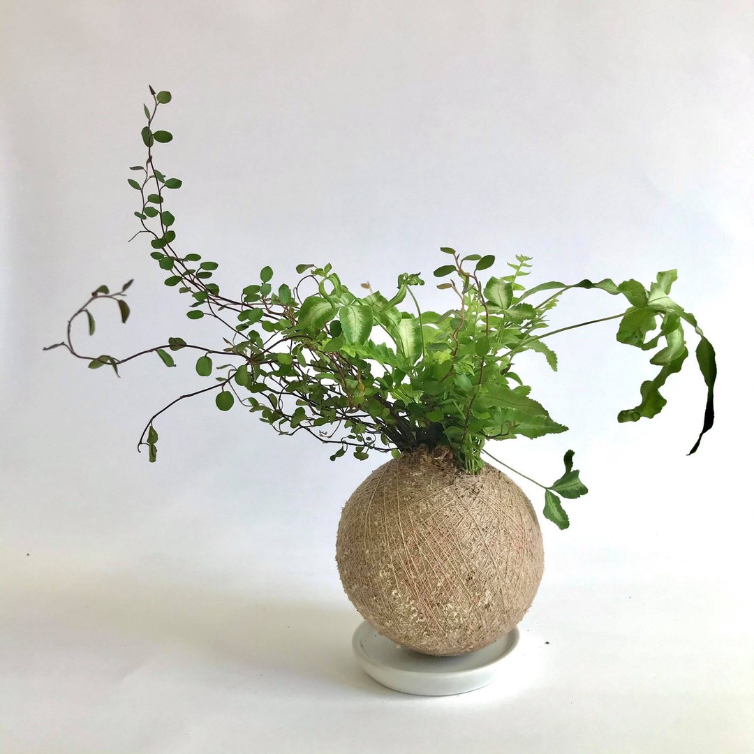 铁线草与蕨 三品组合植栽苔球 - 植栽/盆栽 - 植物．花 