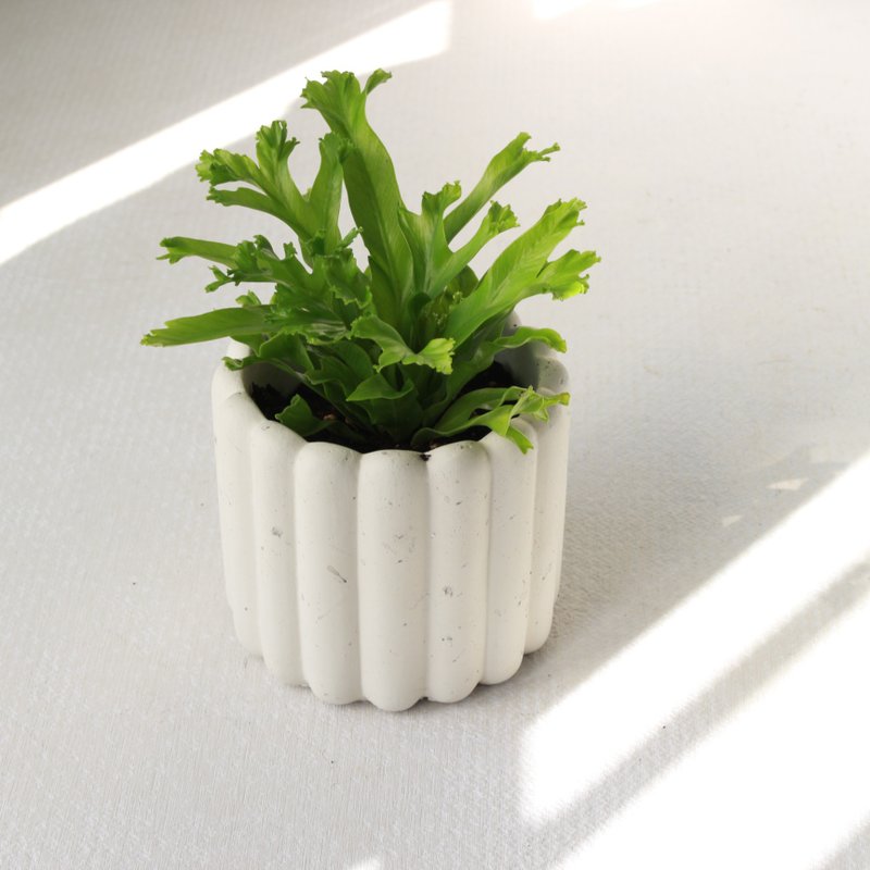 植栽 盆栽 l 鹿角山苏  手指饼干水泥盆  立体可爱鹿角 散光 - 植栽/盆栽 - 水泥 