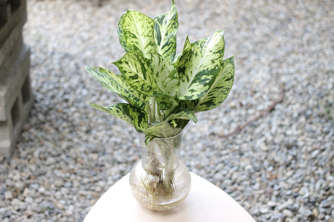 水培植栽│星光灿烂粗肋草_室内植物 透明条纹玻璃 - 植栽/盆栽 - 玻璃 