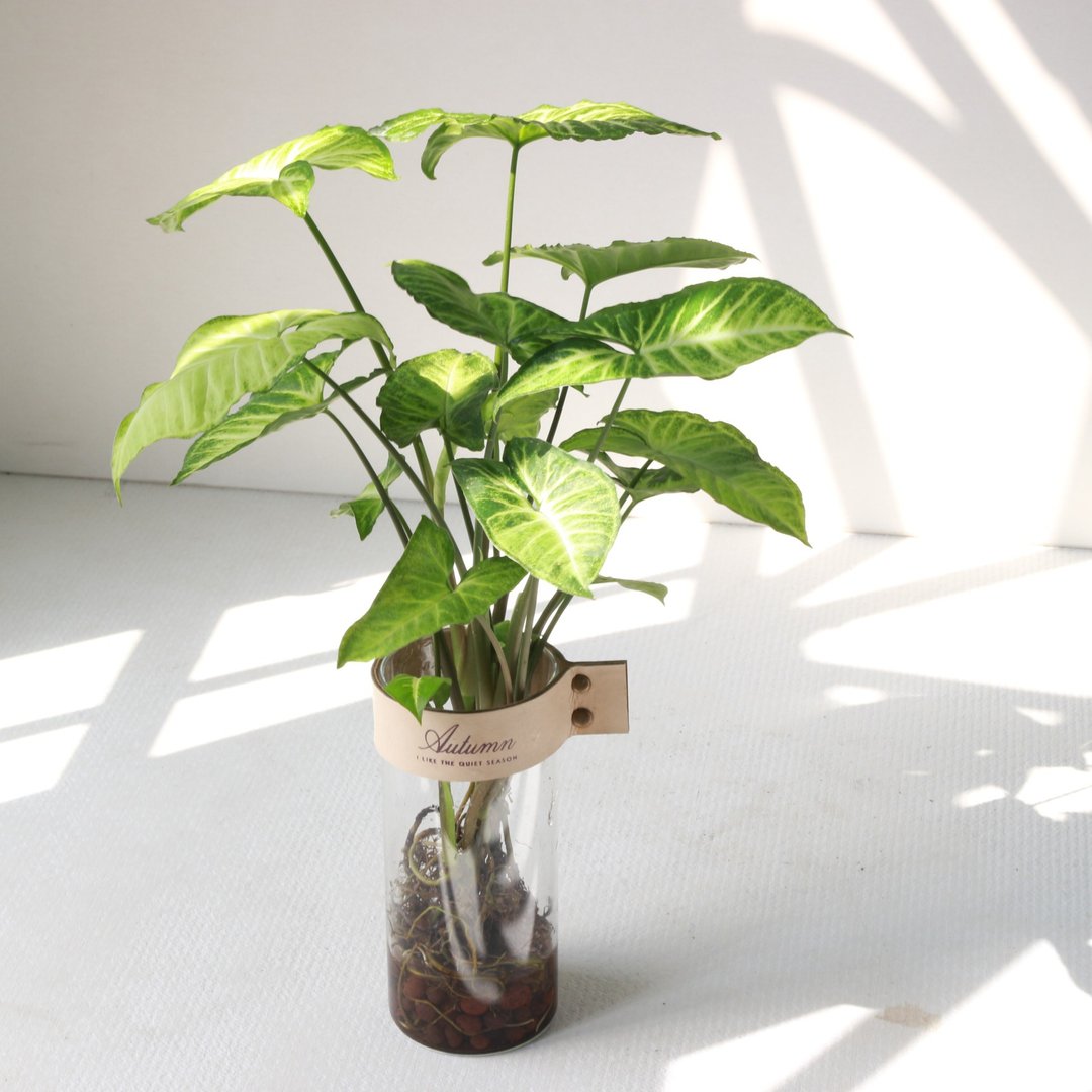 水培植栽│绿精灵合果芋_室内植物 办公室盆栽 店内摆设 - 植栽/盆栽 - 玻璃 