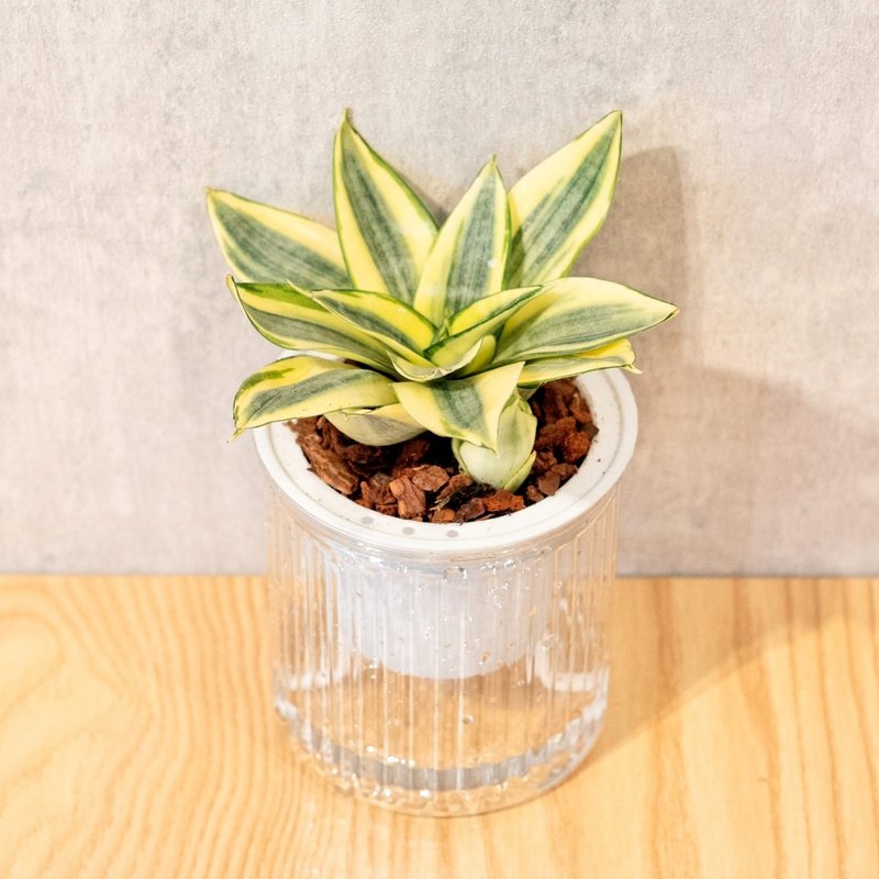 黄金虎尾兰 免浇水盆栽 室内植物 观叶植物  礼物 办公室小物 - 植栽/盆栽 - 植物．花 