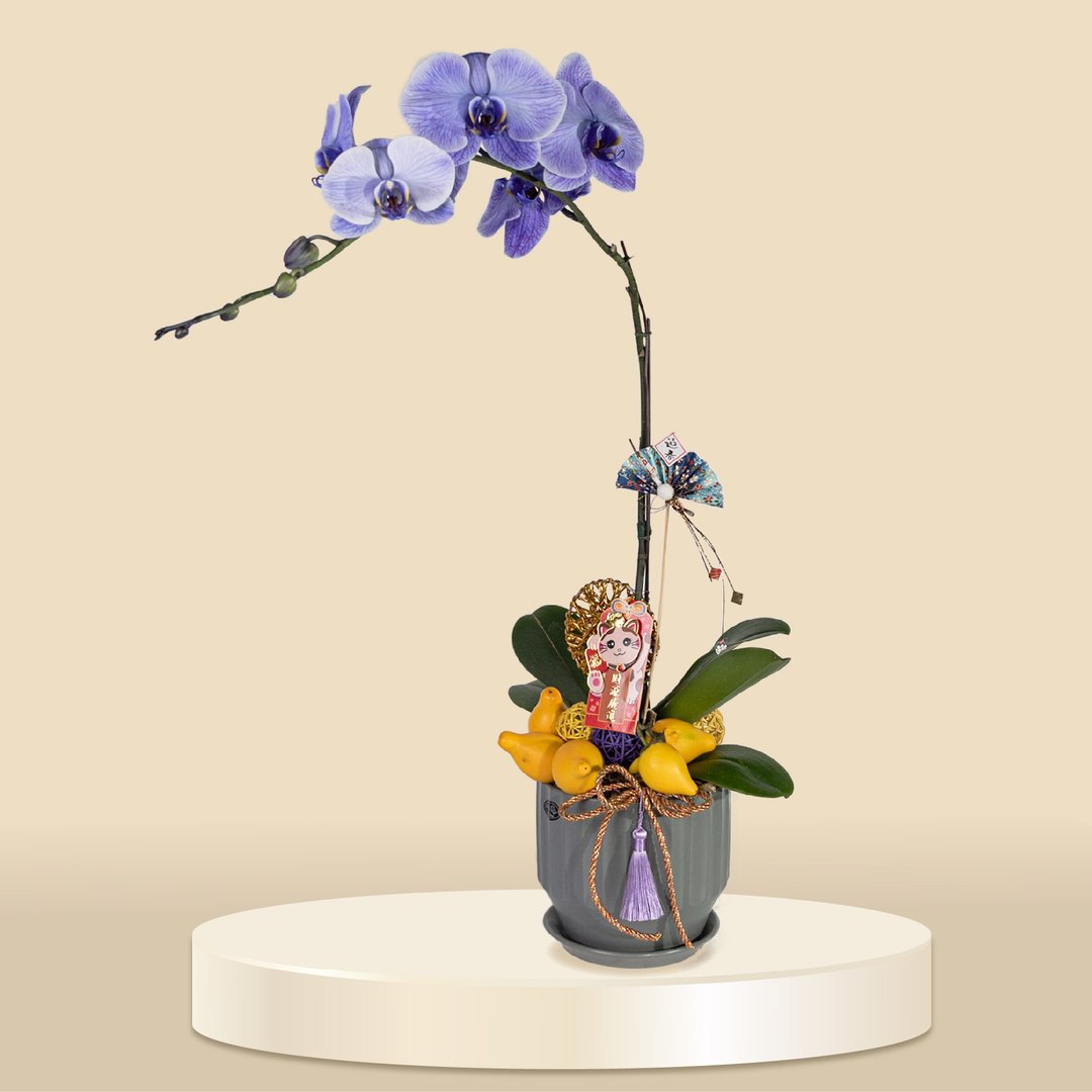 大花蝴蝶兰马卡龙1棵 (1157) 兰花 新春兰花 年花 自家兰花园种植 - 植栽/盆栽 - 植物．花 
