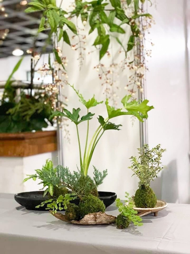 课后手作/苔球/苔玉/苔制园/快闪活动/双人优惠 - 植栽 - 植物．花 