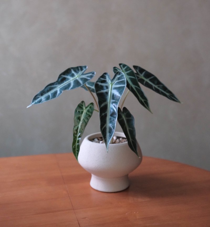 小仙女观音莲 - 植栽/盆栽 - 植物．花 