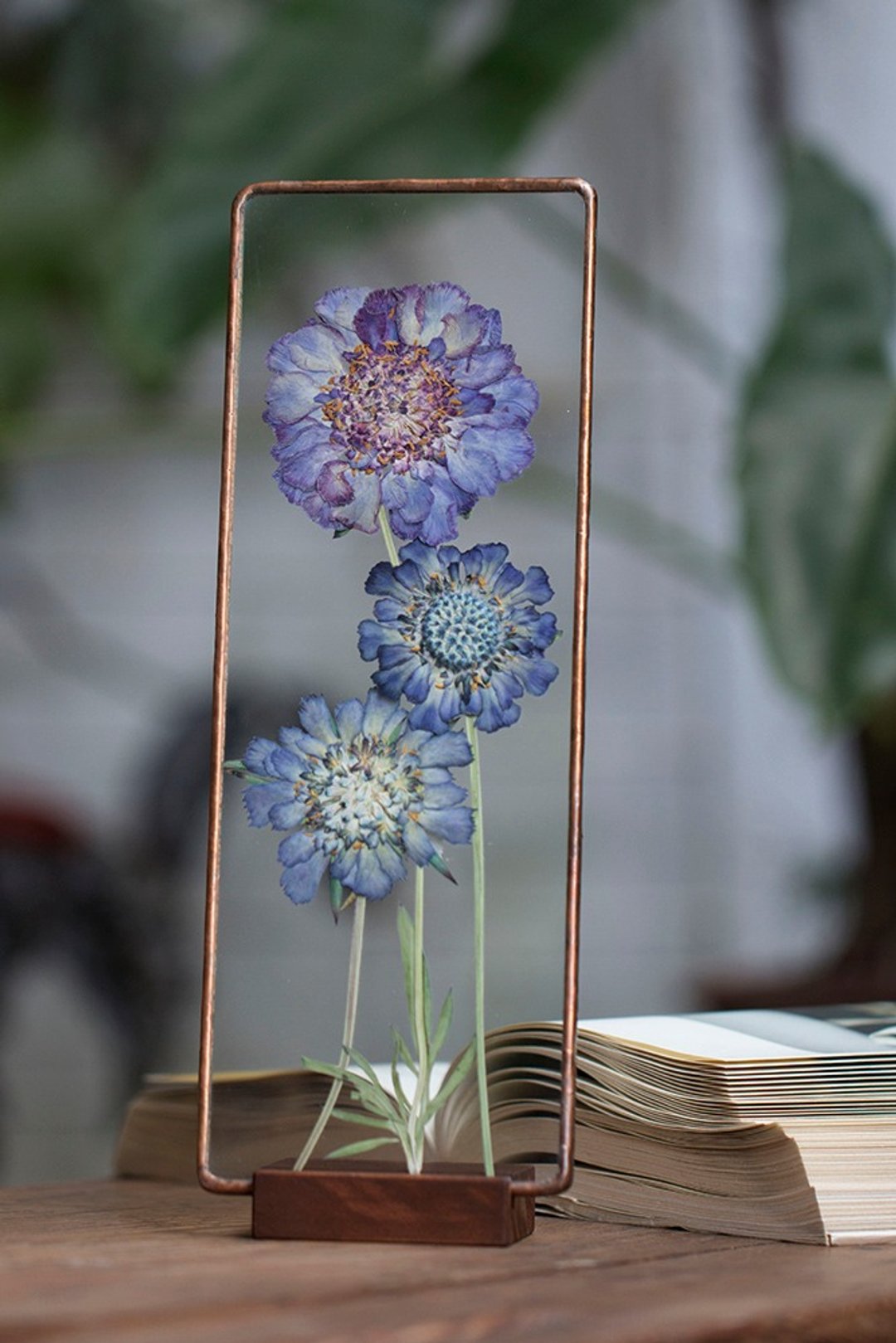 植物图鉴∣西洋松虫草∣玻璃镶嵌∣花草标本 - 干燥花/捧花 - 植物．花 蓝色