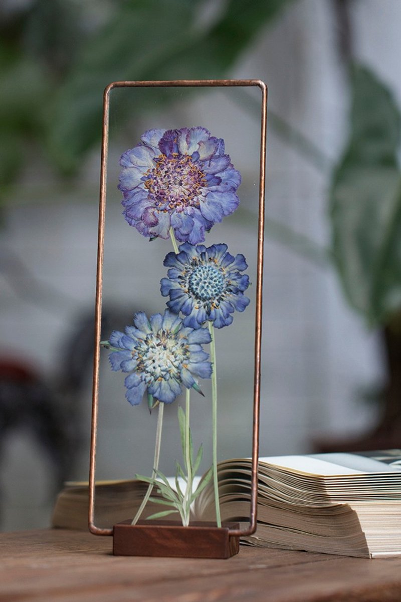 植物图鉴∣西洋松虫草∣玻璃镶嵌∣花草标本 - 干燥花/捧花 - 植物．花 蓝色