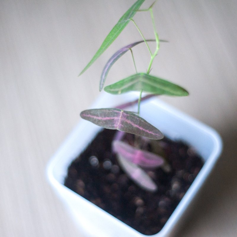 飞机草盆栽 | 耐阴植栽 | 居家布置 | 办公室盆栽 - 植栽/盆栽 - 植物．花 红色