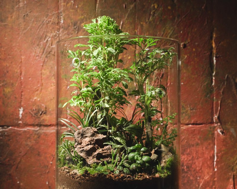 【生态缸－福气满庭】微景观 室内植栽 礼物 办公室摆设 - 植栽/盆栽 - 玻璃 绿色