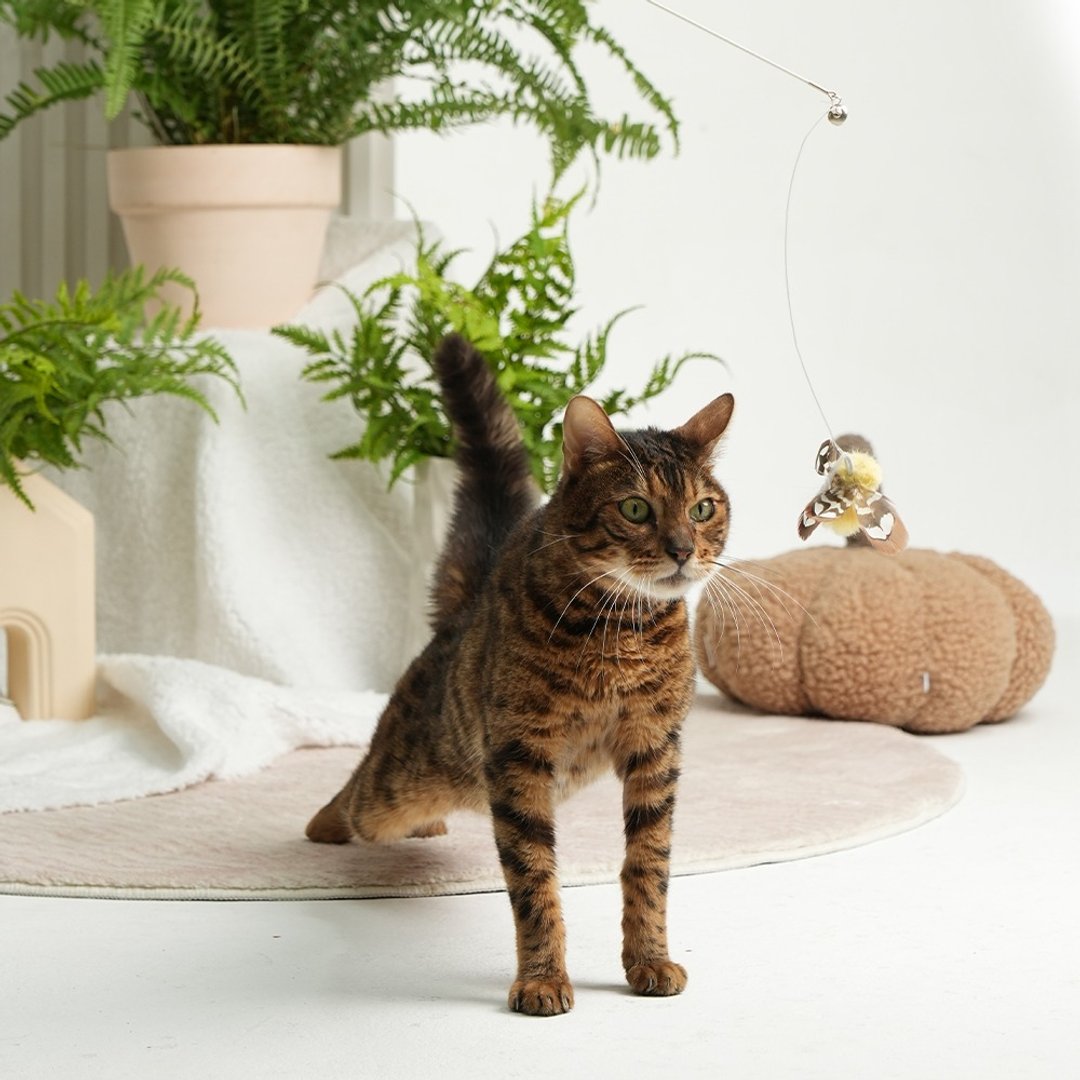 撩猫神器/可伸缩/可替换 | 手工逗猫棒-小蝴蝶  Pawsholic爪迷 - 玩具 - 其他材质 
