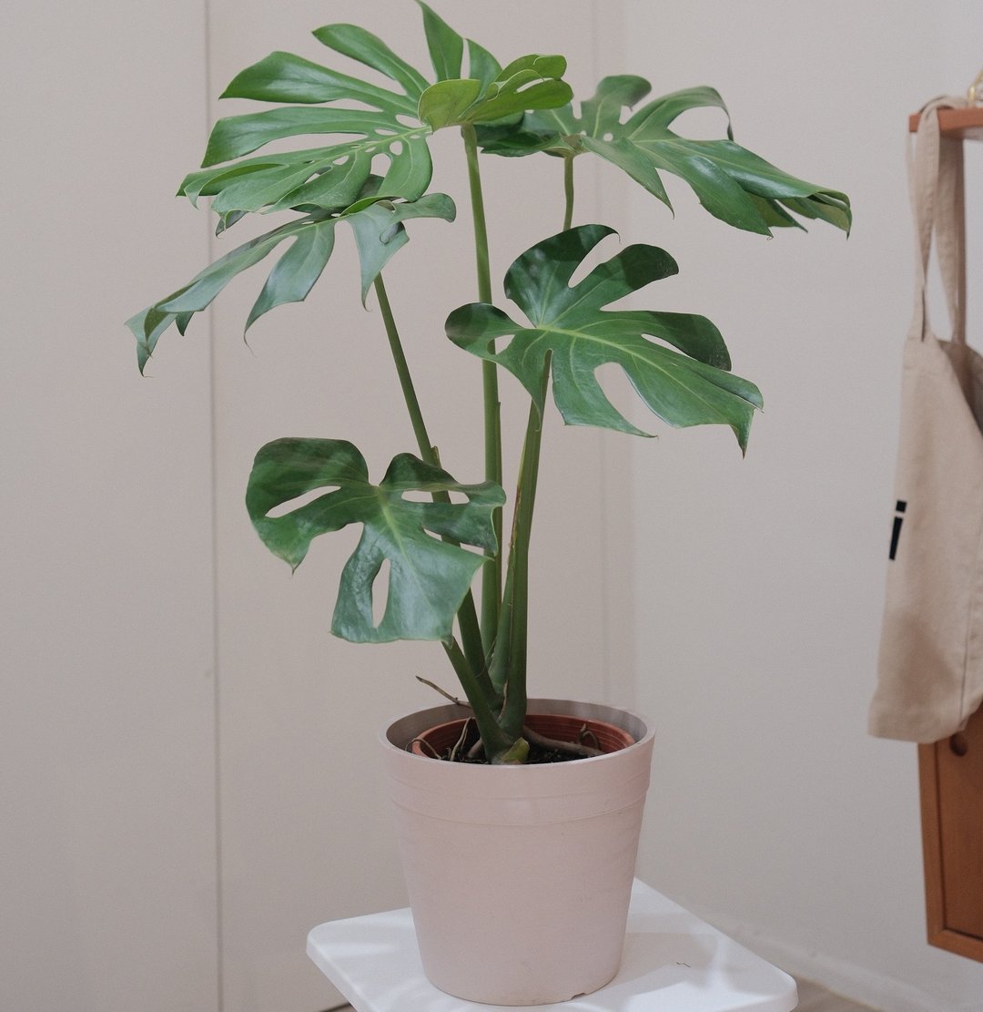 龟背芋 - 植栽/盆栽 - 植物．花 