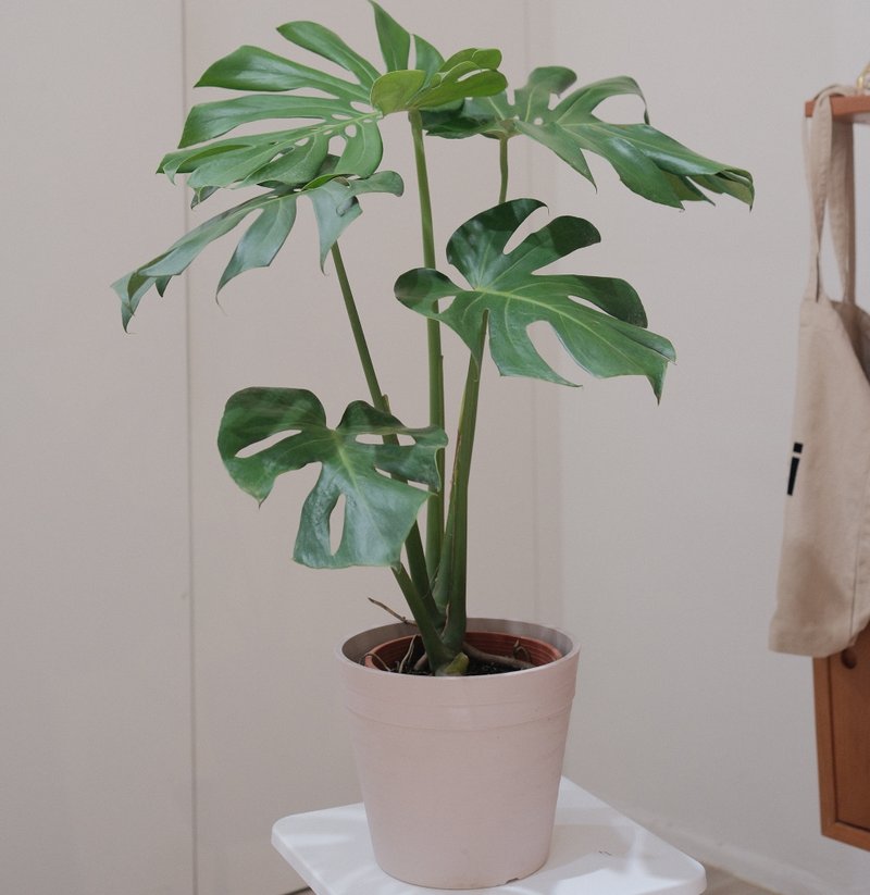 龟背芋 - 植栽/盆栽 - 植物．花 