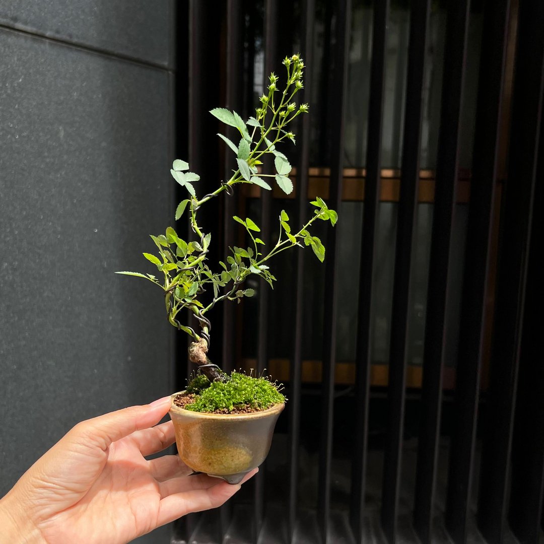 天使姬蔷薇∣香氛苔盆景 茶道情境 - 植栽/盆栽 - 陶 