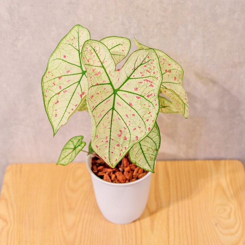 草莓之星 彩叶芋 日式塑陶盆 室内植物 观叶植物 礼物 办公室小物 - 植栽/盆栽 - 植物．花 