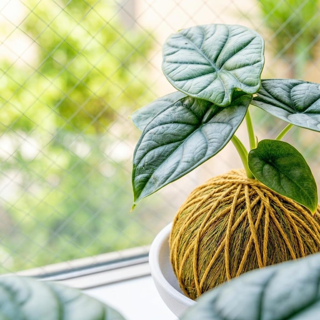 苔球植物 银龙观音莲咖啡绿苔球加磨砂高脚钵 苔球 苔玉 礼物 - 植栽/盆栽 - 植物．花 绿色