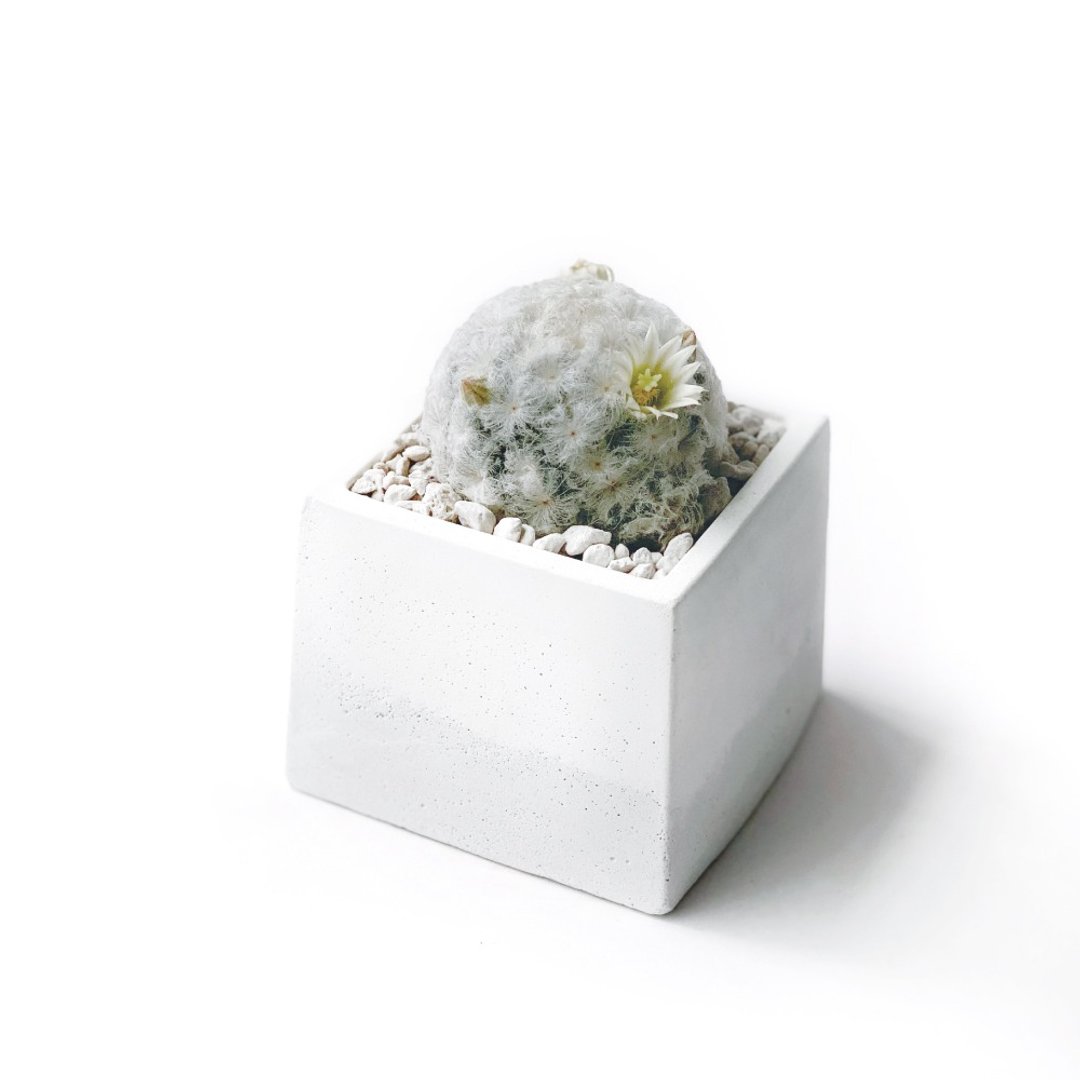 白灰渐层系列 | 白星仙人掌 方形双色水泥仙人掌植栽 - 植栽/盆栽 - 植物．花 白色