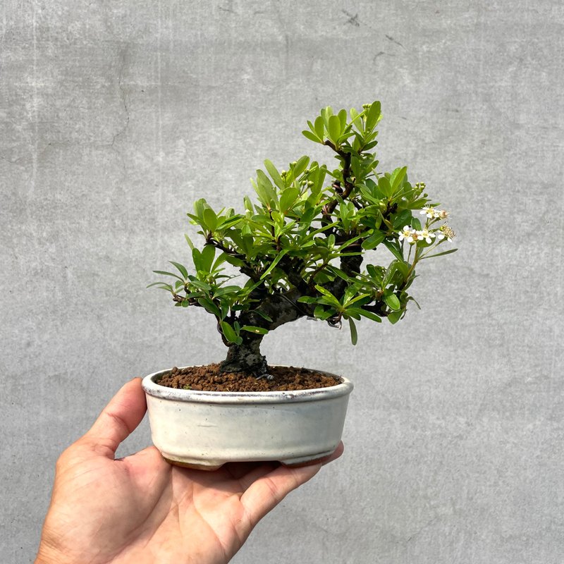 小品盆栽-红果状元红 盆景 - 植栽/盆栽 - 植物．花 